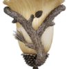 Aspen Pine 1 Light Wall Sconce
